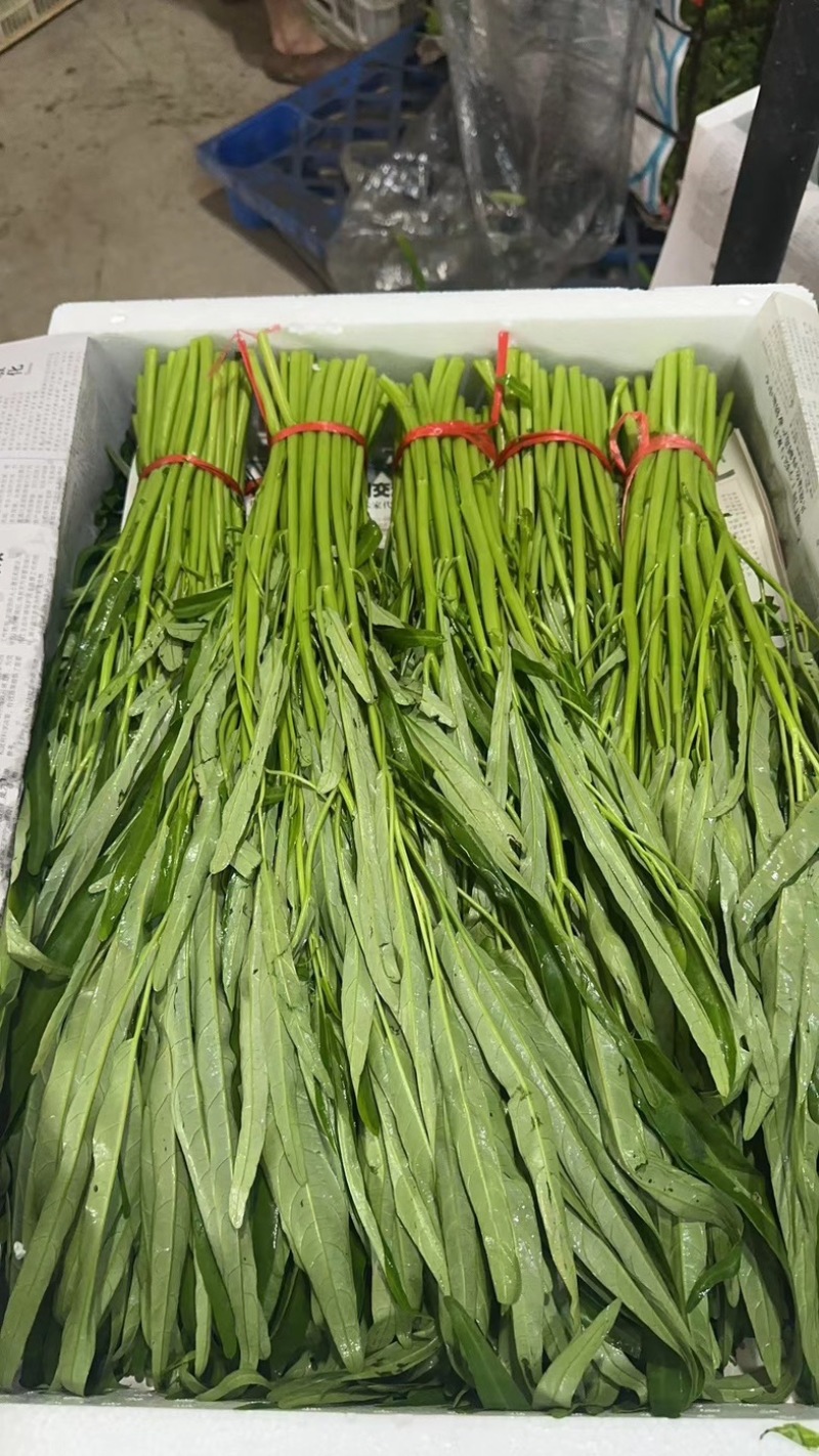 柳叶空心菜，青梗空心菜开始大量上市啦