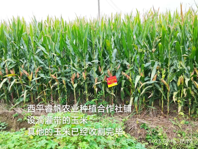 迷宫滴灌带