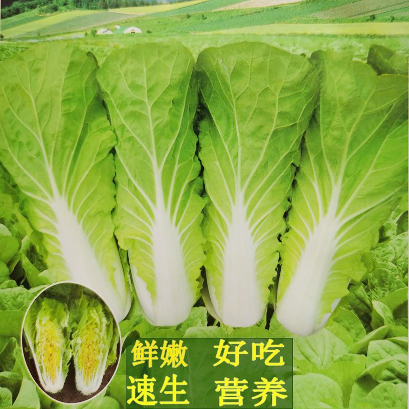 绿盛小白菜种子耐热抗病生长快青菜种子快菜种子春秋蔬菜