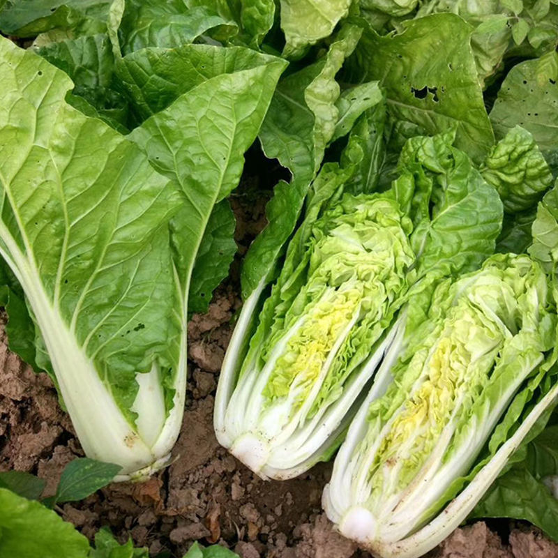 绿盛小白菜种子耐热抗病生长快青菜种子快菜种子春秋蔬菜