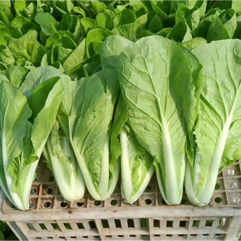 绿盛小白菜种子耐热抗病生长快青菜种子快菜种子春秋蔬菜