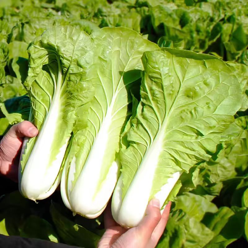 绿盛小白菜种子耐热抗病生长快青菜种子快菜种子春秋蔬菜