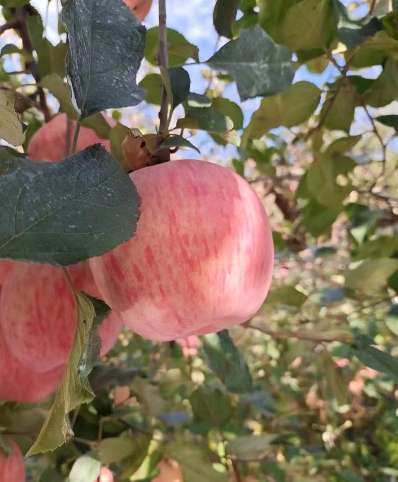 红富士苹果，冰雹伤苹果大量供应，货源充足，量大从优。
