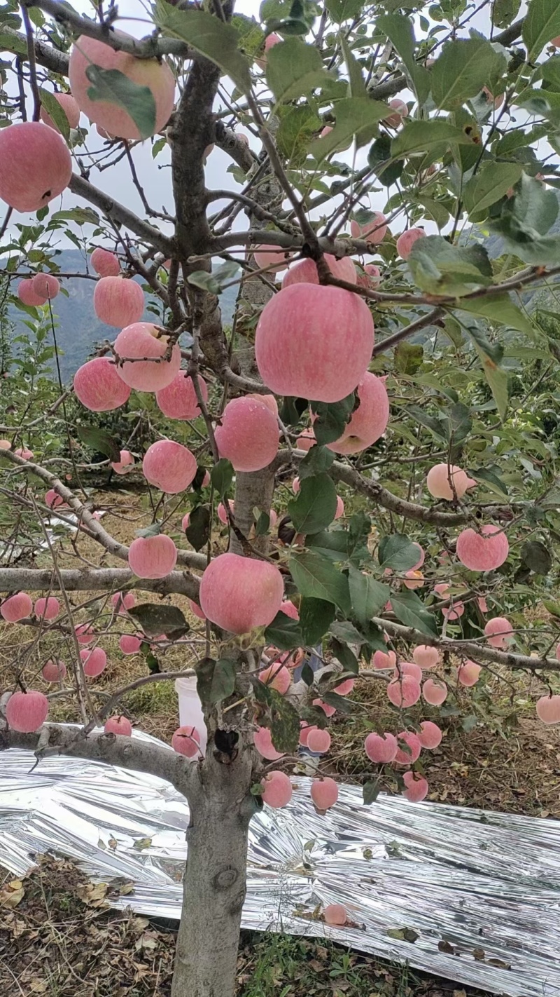 天水花牛，富