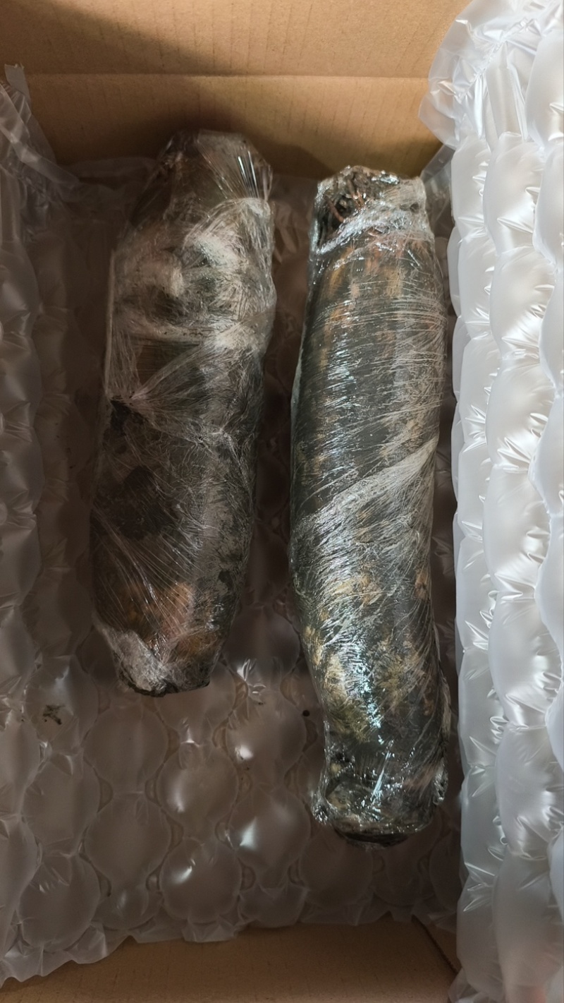 洪湖莲藕洪湖煲汤粉藕一件代发可供日发2万票