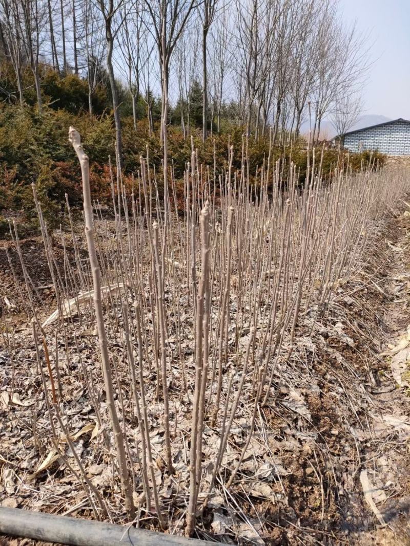 精品刺五加苗，产地直发，质量保证，成活率高欢迎选购