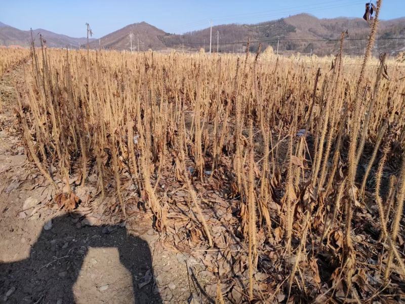 精品刺五加苗，产地直发，质量保证，成活率高欢迎选购