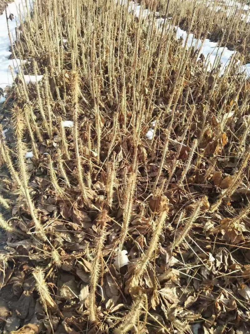 精品刺五加苗，产地直发，质量保证，成活率高欢迎选购