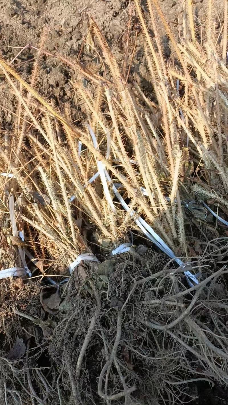 精品刺五加苗，产地直发，质量保证，成活率高欢迎选购