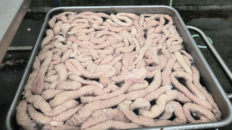 猪大肠大肠头品质保证量大从优全国发货货源充足