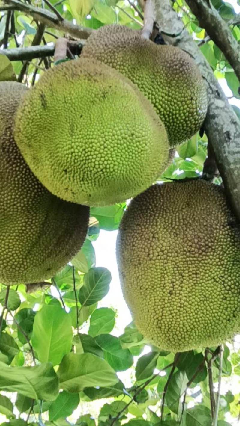 【推荐】云南热带泰八菠萝蜜，现打现发，大量上市