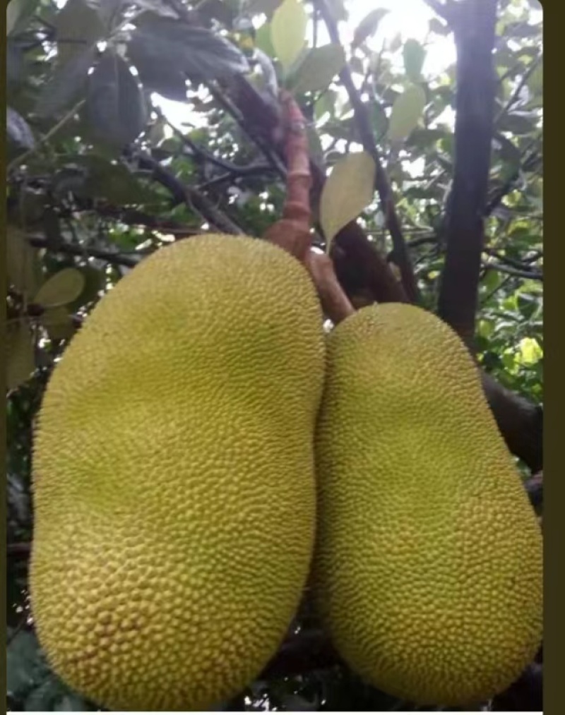 【推荐】云南热带泰八菠萝蜜，现打现发，大量上市