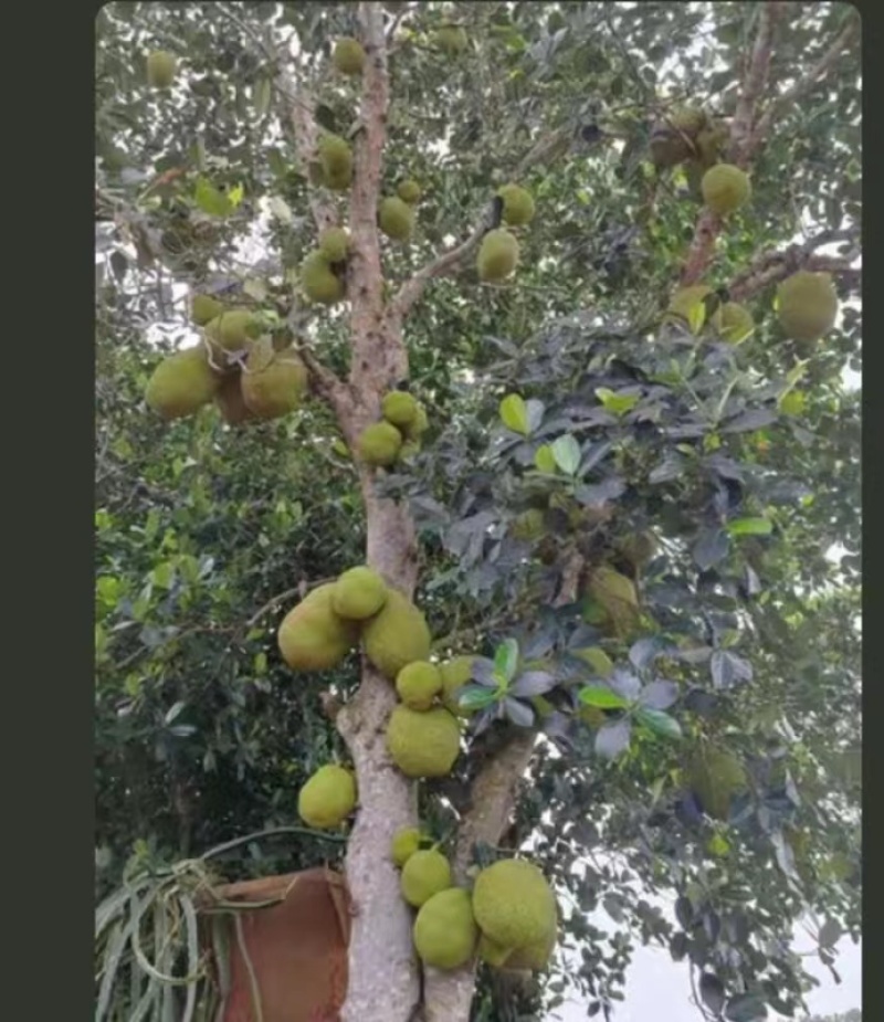【推荐】云南热带泰八菠萝蜜，现打现发，大量上市