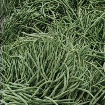 无筋豆小金豆四季豆扁豆白圆豆场地直发，品质保证欢迎致电