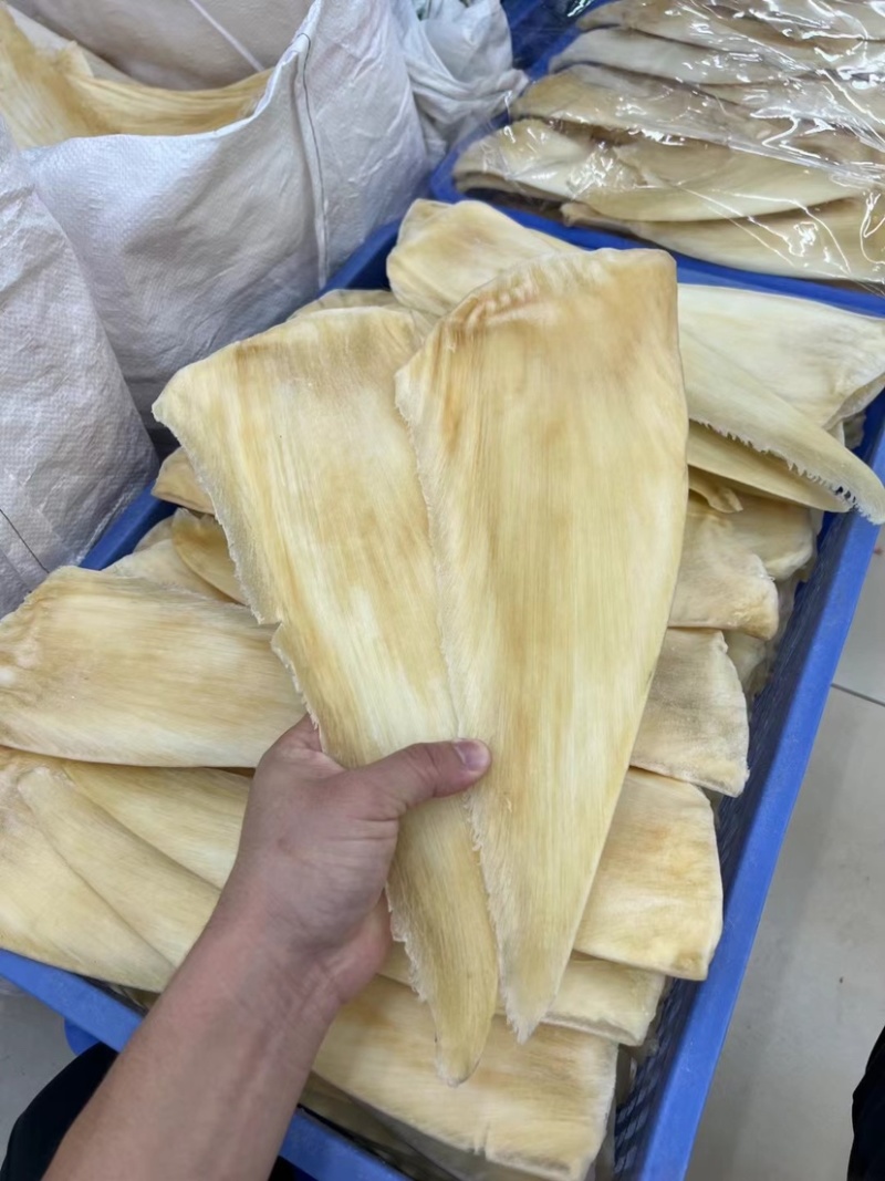 鱼翅茶勾翅金勾翅翅针多粗酒店酒楼私厨专用鱼翅