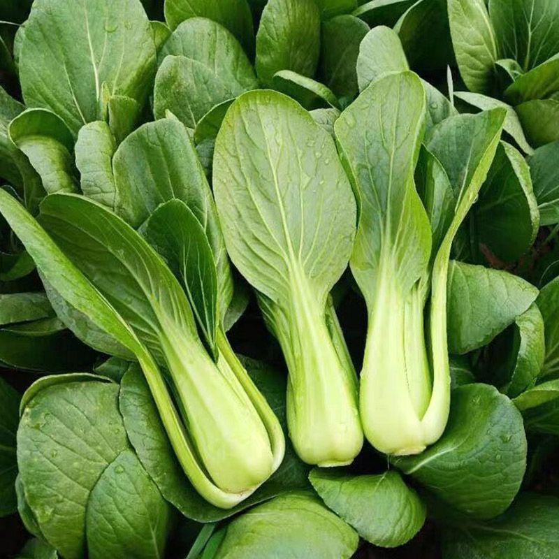 信福夏盛青梗菜青菜种子高产耐热耐湿夏季上海青油亮梗青油菜