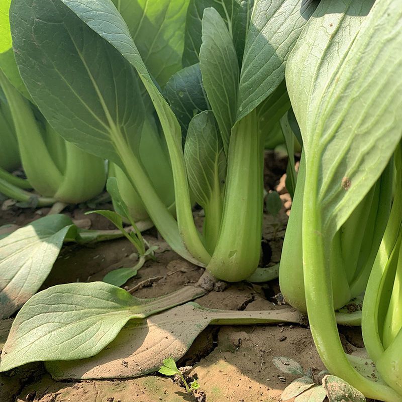 信福夏盛青梗菜青菜种子高产耐热耐湿夏季上海青油亮梗青油菜