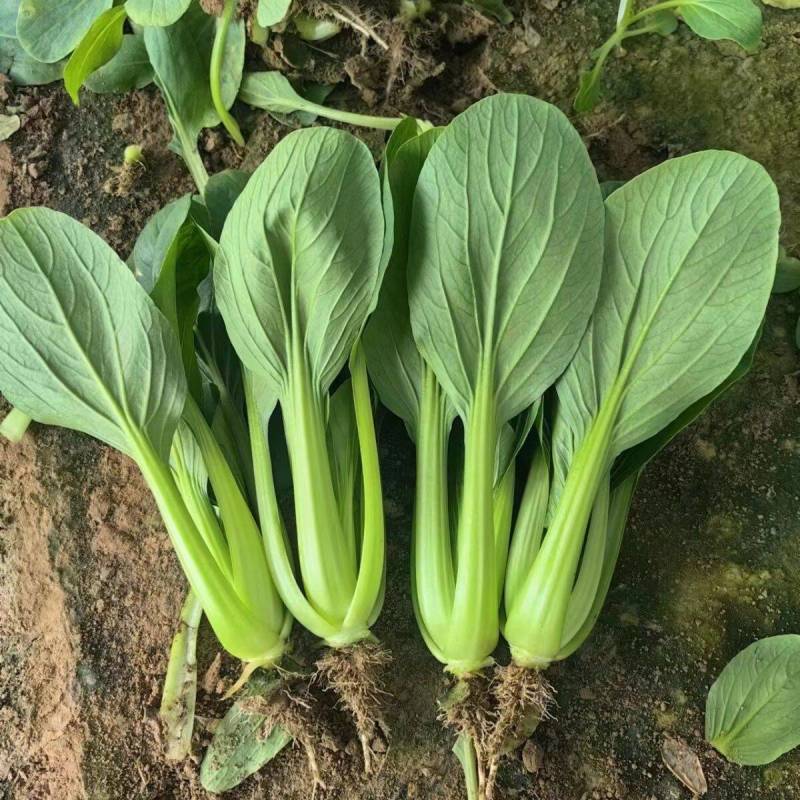 信福夏盛青梗菜青菜种子高产耐热耐湿夏季上海青油亮梗青油菜