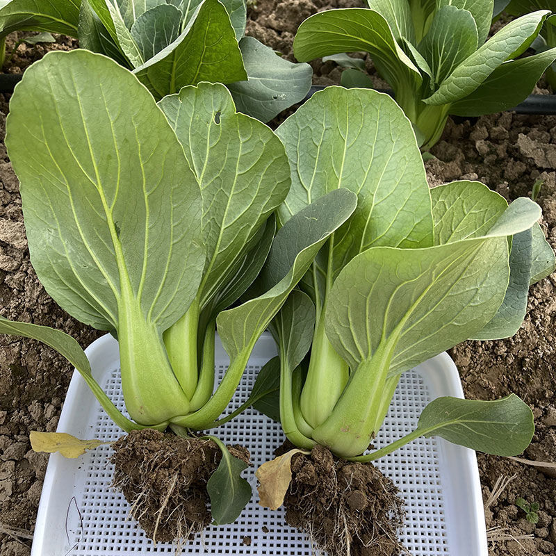 信福夏盛青梗菜青菜种子高产耐热耐湿夏季上海青油亮梗青油菜