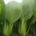 信福夏盛青梗菜青菜种子高产耐热耐湿夏季上海青油亮梗青油菜