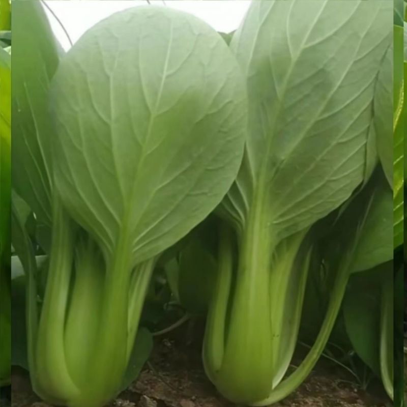 信福夏盛青梗菜青菜种子高产耐热耐湿夏季上海青油亮梗青油菜