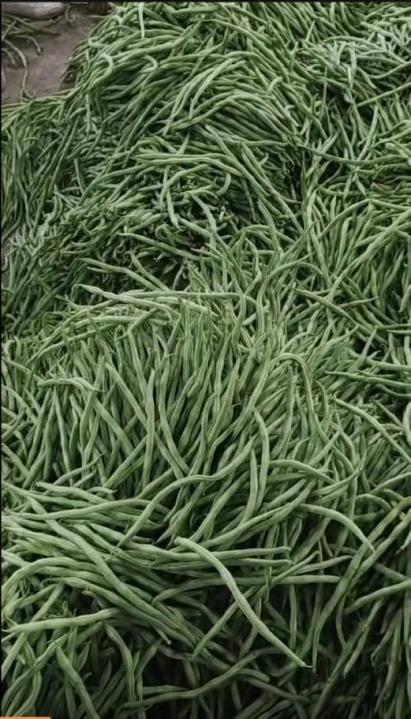 无筋豆小金豆四季豆扁豆白圆豆场地直发，品质保证欢迎致电