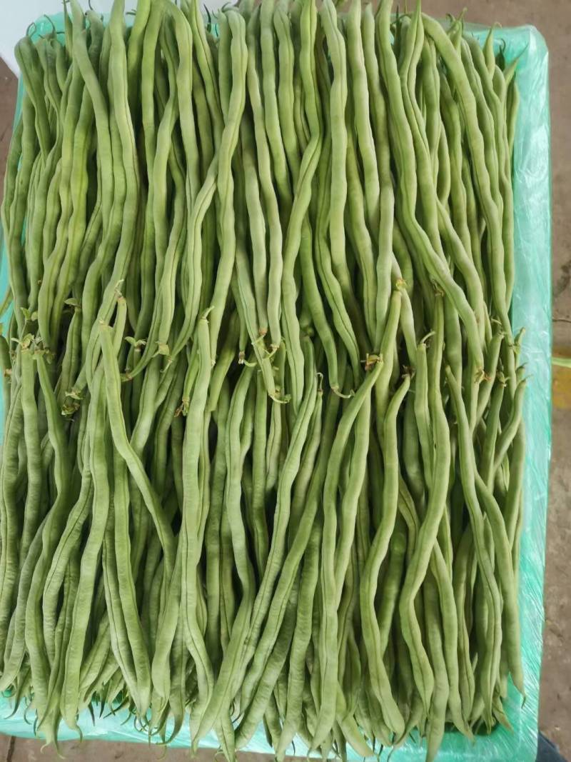 无筋豆小金豆四季豆扁豆白圆豆场地直发，品质保证欢迎致电