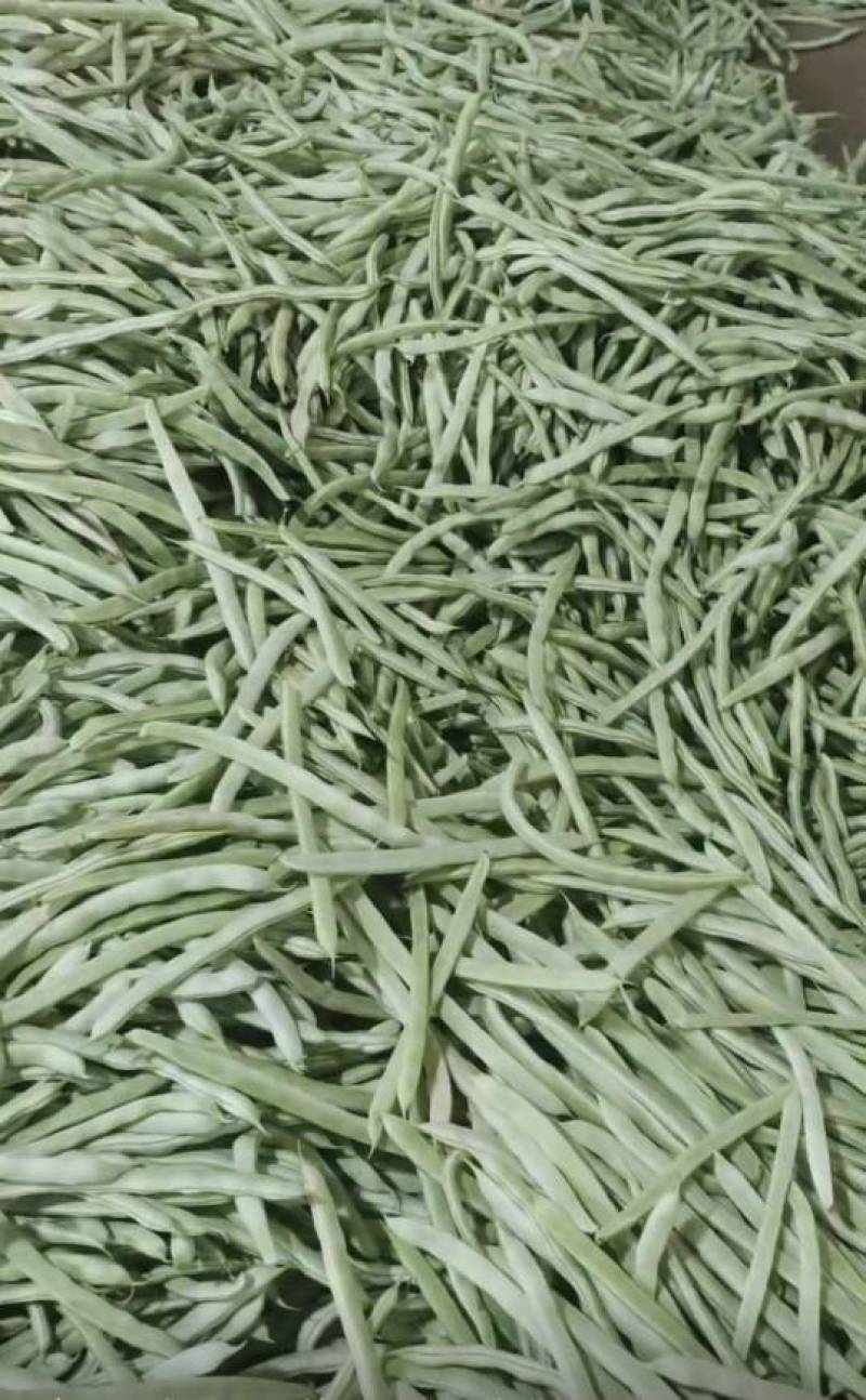 无筋豆小金豆四季豆扁豆白圆豆场地直发，品质保证欢迎致电