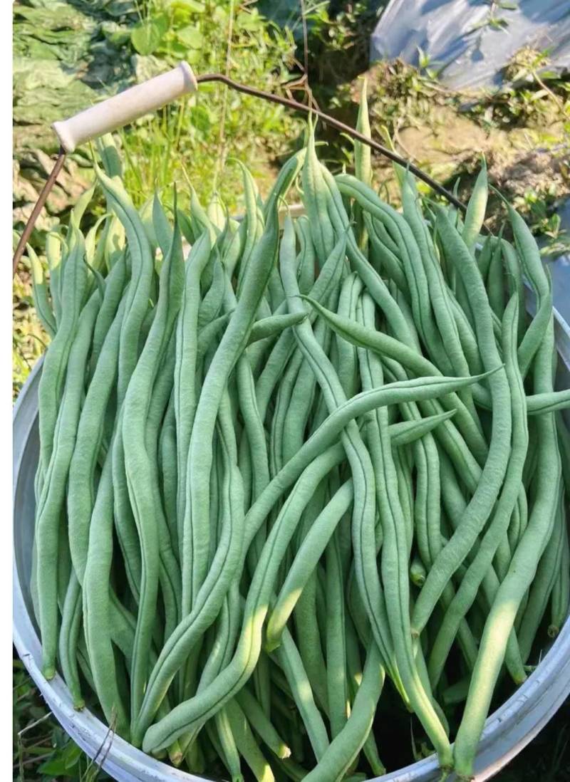 无筋豆小金豆四季豆扁豆白圆豆场地直发，品质保证欢迎致电