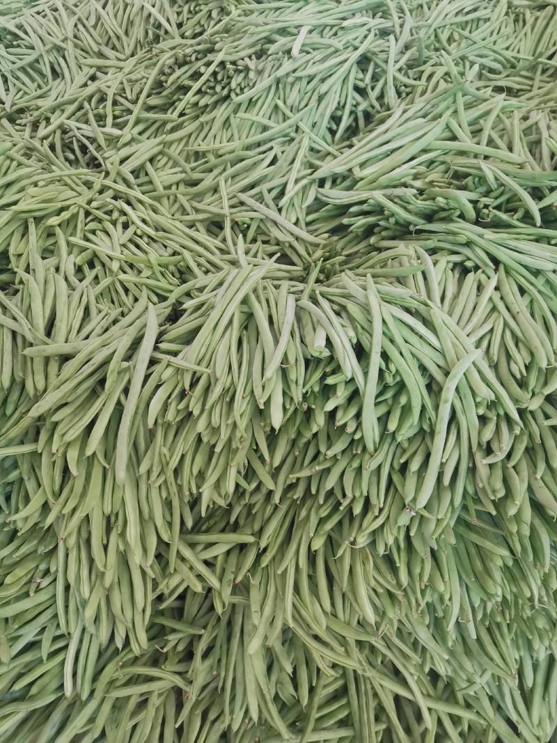 无筋豆小金豆四季豆扁豆白圆豆场地直发，品质保证欢迎致电
