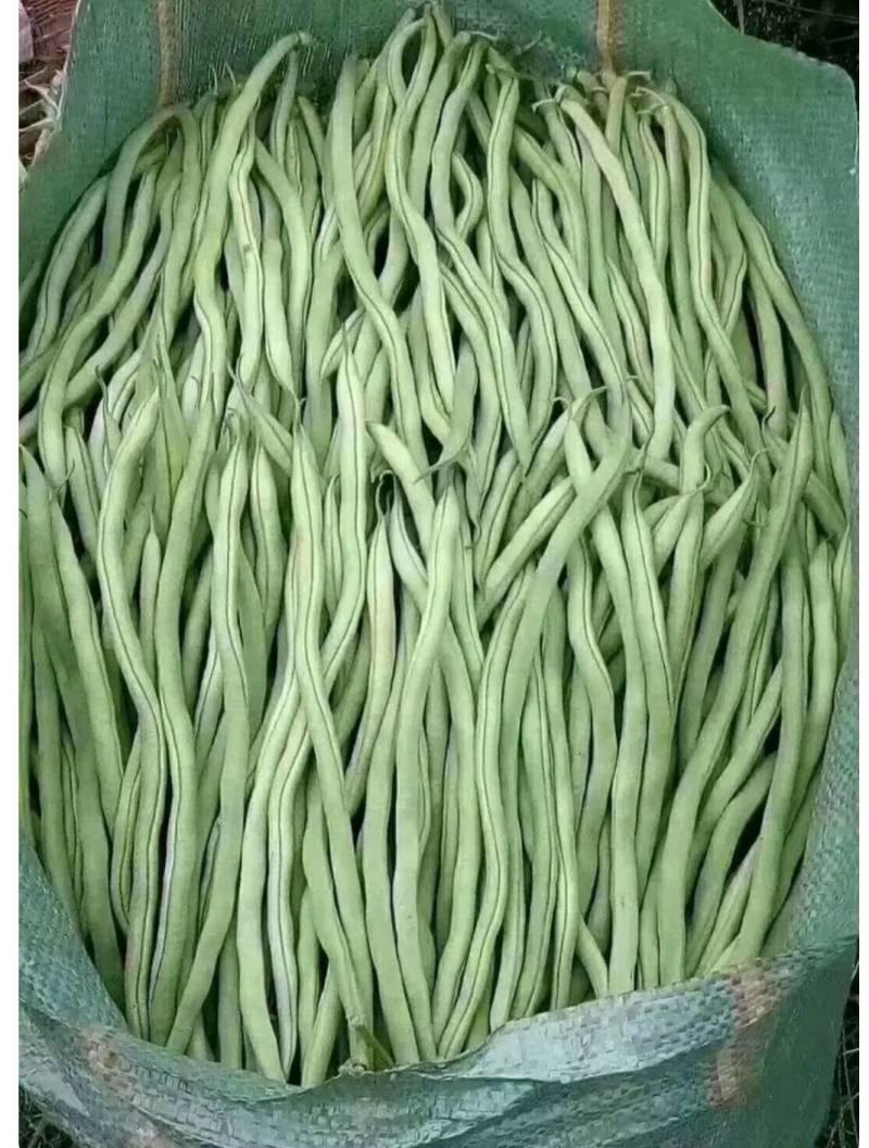 无筋豆小金豆四季豆扁豆白圆豆场地直发，品质保证欢迎致电