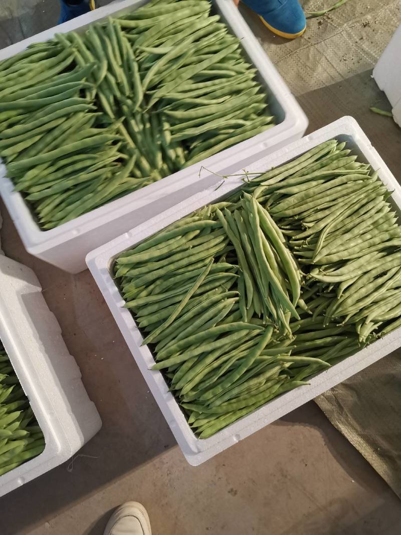 无筋豆小金豆四季豆扁豆白圆豆场地直发，品质保证欢迎致电