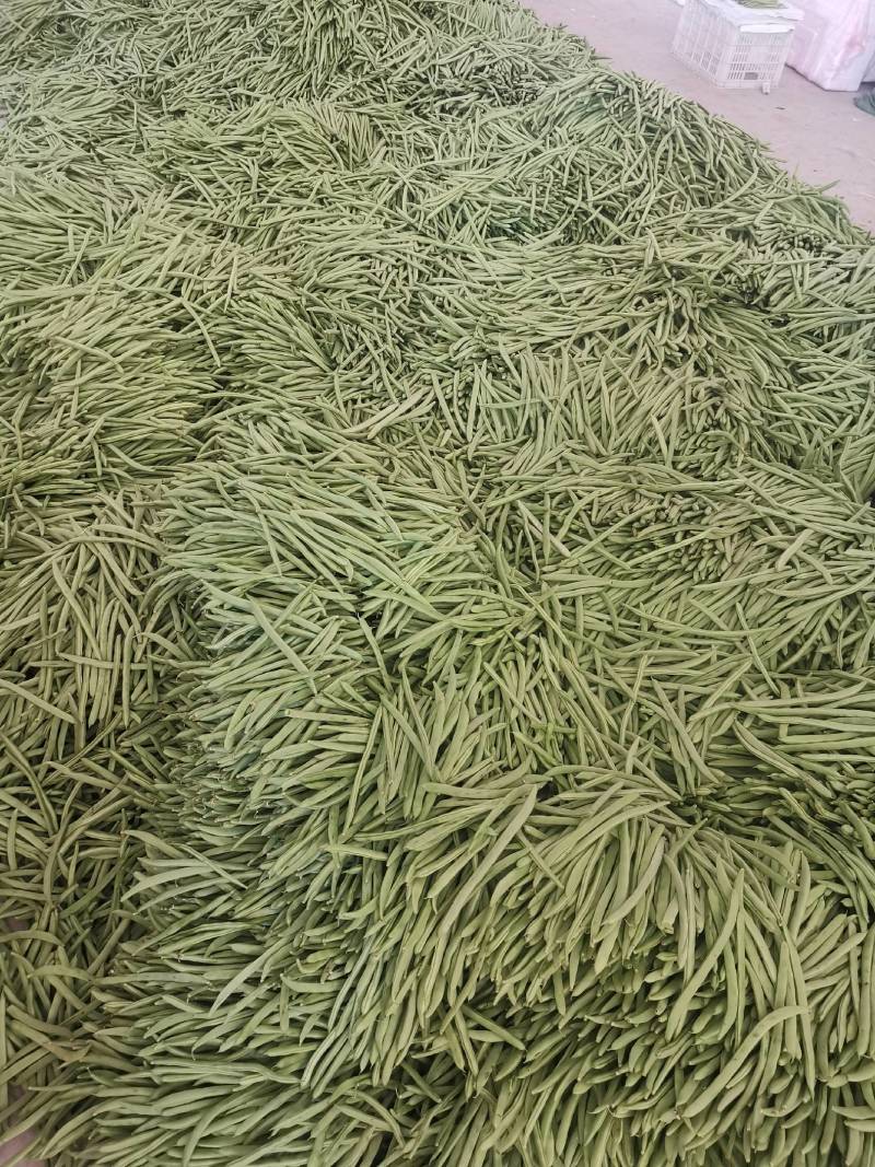 无筋豆小金豆四季豆扁豆白圆豆场地直发，品质保证欢迎致电