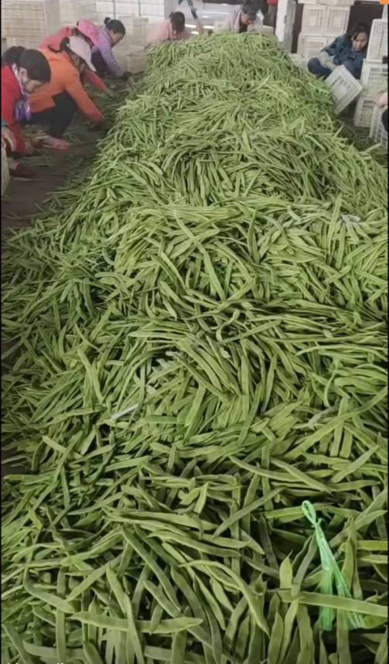 无筋豆小金豆四季豆扁豆白圆豆场地直发，品质保证欢迎致电