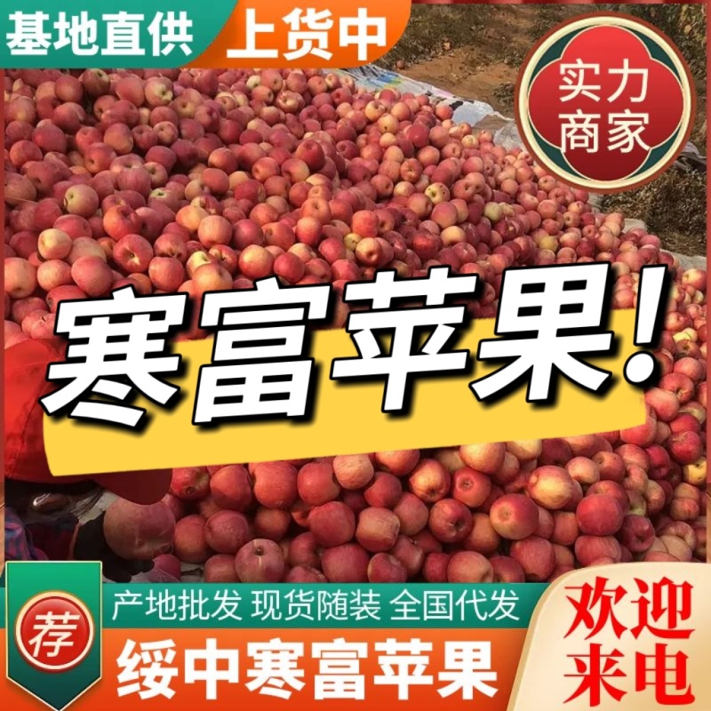 寒富苹果，辽宁苹果，甜脆可口，个头大，颜色鲜艳，皮毛亮