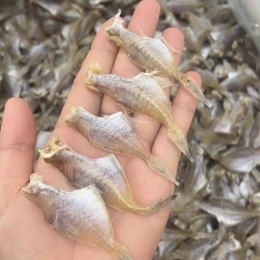剥皮鱼干地摊电商批发羊仔迪仔剥皮鱼干干鱼