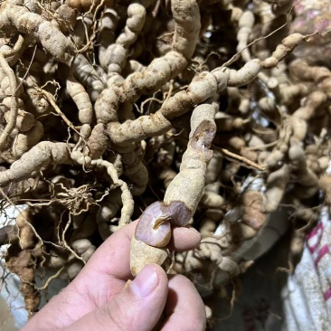 巴戟天10年/25年深山老货广东德庆新鲜巴戟天实拍
