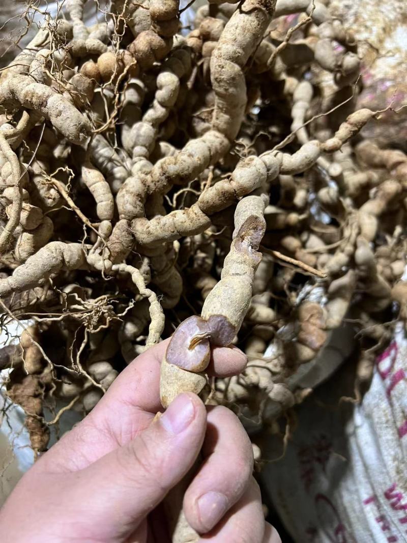 巴戟天10年/25年深山老货广东德庆新鲜巴戟天实拍