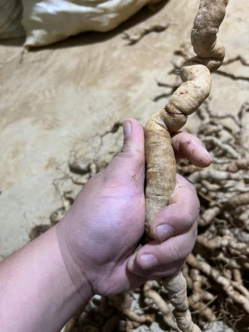 巴戟天10年/25年深山老货广东德庆新鲜巴戟天实拍