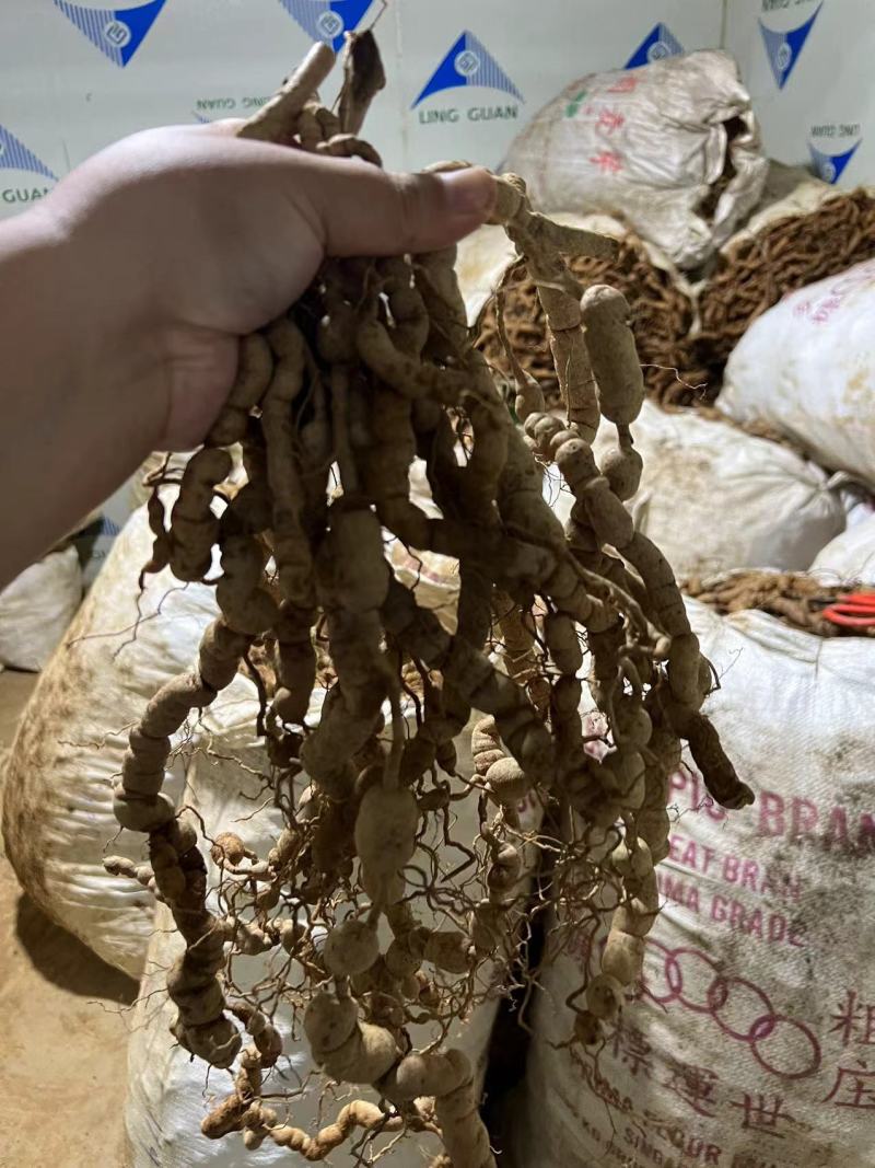 巴戟天10年/25年深山老货广东德庆新鲜巴戟天实拍