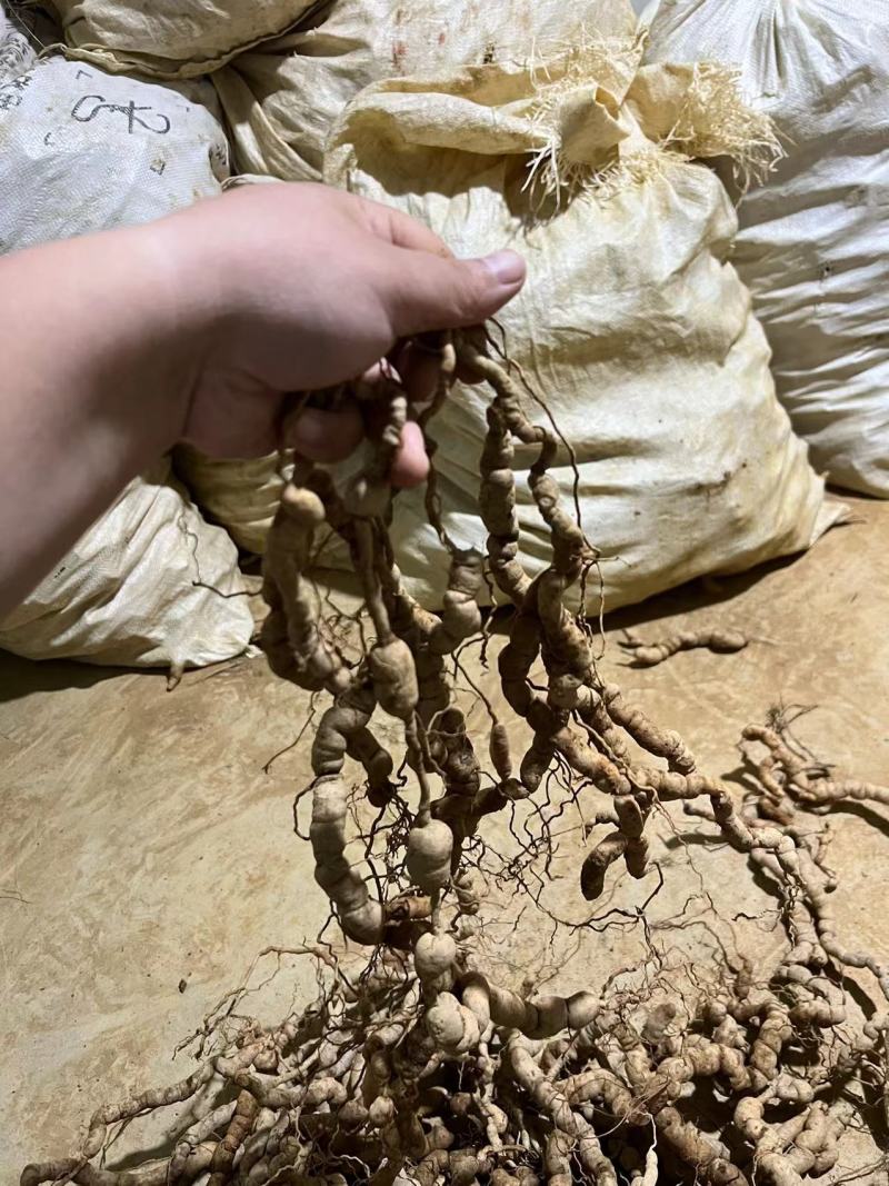 巴戟天10年/25年深山老货广东德庆新鲜巴戟天实拍