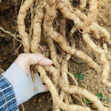 标头干货