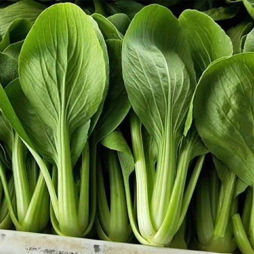 信福6号青梗菜种子油菜小青菜上海青菜籽夏季耐热农专用
