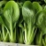信福6号青梗菜种子油菜小青菜上海青菜籽夏季耐热农专用
