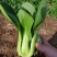 信福6号青梗菜种子油菜小青菜上海青菜籽夏季耐热农专用