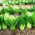 信福6号青梗菜种子油菜小青菜上海青菜籽夏季耐热农专用