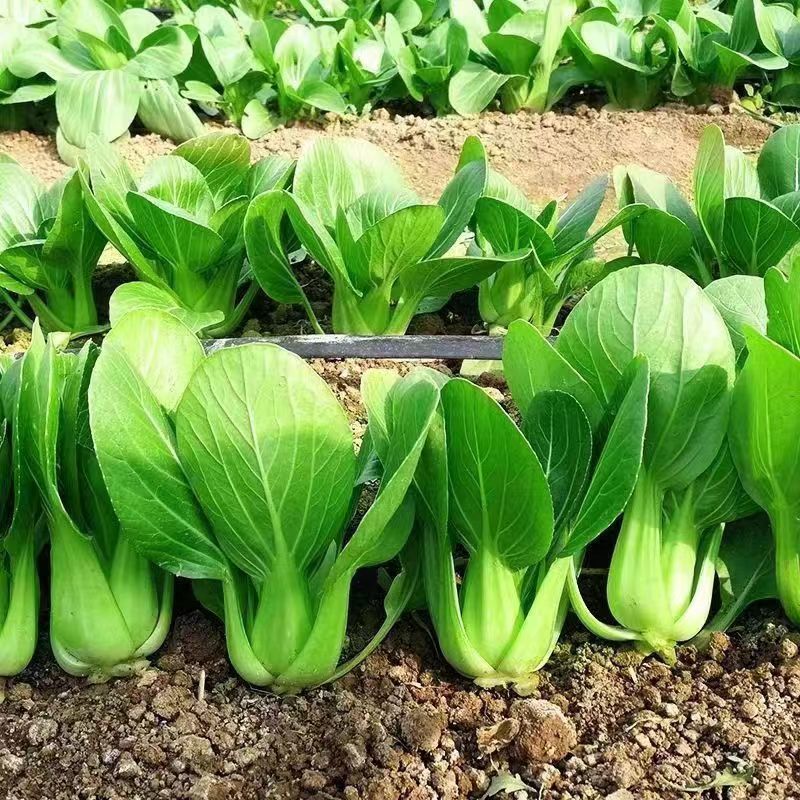 信福6号青梗菜种子油菜小青菜上海青菜籽夏季耐热农专用