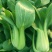 信福6号青梗菜种子油菜小青菜上海青菜籽夏季耐热农专用