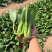 信福6号青梗菜种子油菜小青菜上海青菜籽夏季耐热农专用