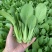 信福6号青梗菜种子油菜小青菜上海青菜籽夏季耐热农专用